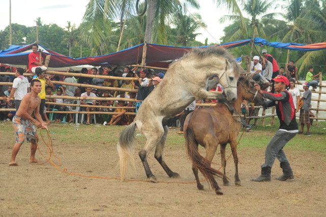 horsefightings1