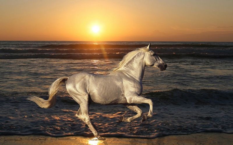 Animals___Horses_White_horse_beach_078175_