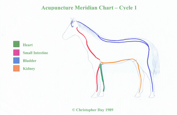 veterinary_acupuncture_meridians_horse_1