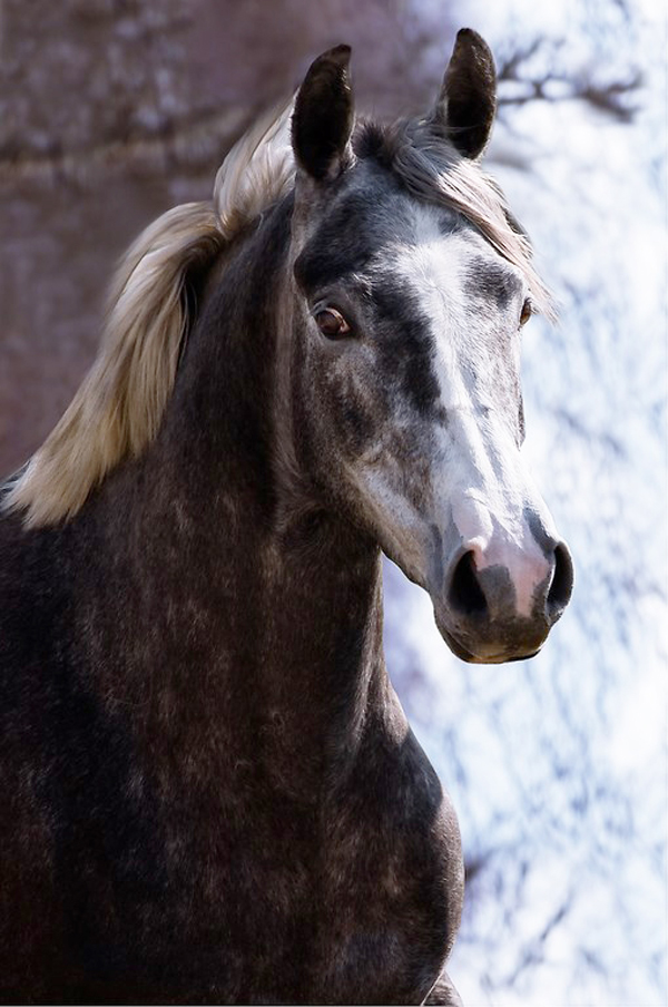 Horses-of-legend-chevaux-photos-cheval_Elevage-Mantet-41