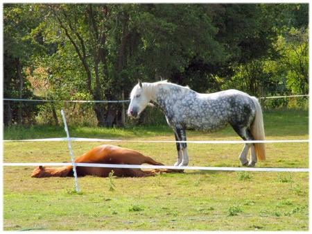 sleeping-horses