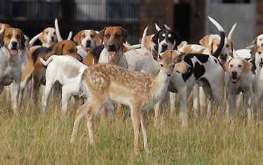 DeerFoxhounds