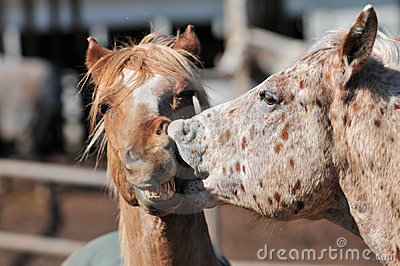 zwei-pferde-die-mit-dem-mund-geöffnet-küssen-13134709