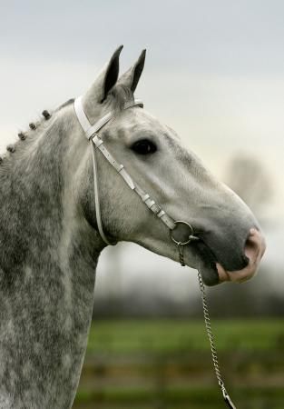 Породы: Голландская - О лошадях