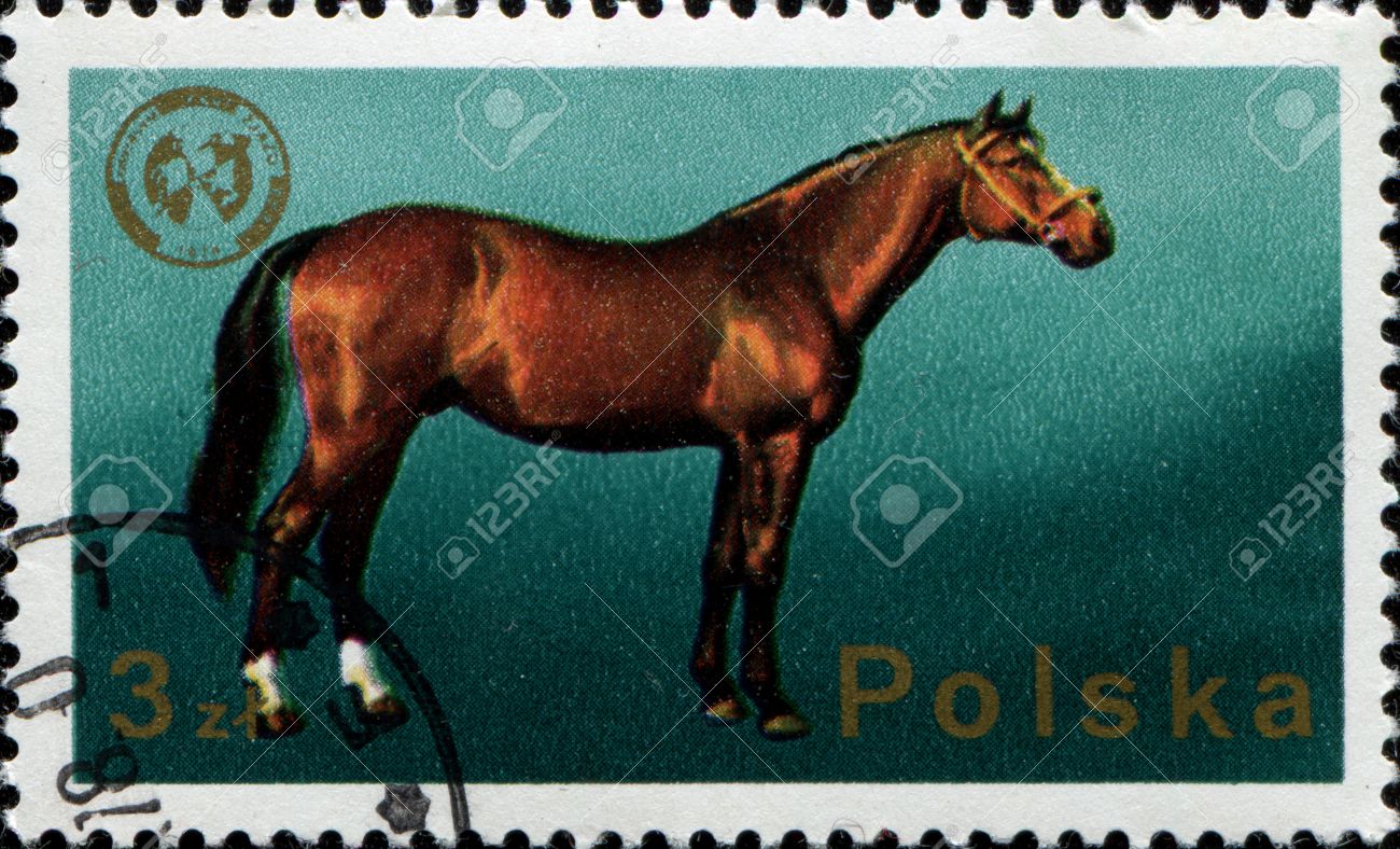 14147114-poland-circa-1975-a-stamp-printed-in-poland-shows-wielkopolska-horse-26th-european-zoo-technical-fed