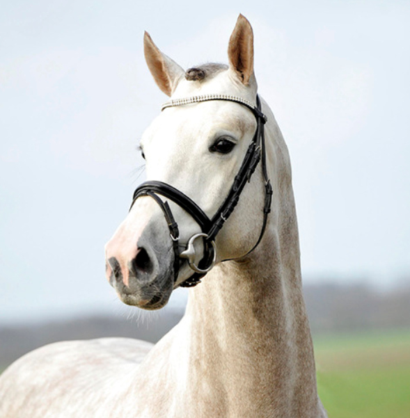 Породы: Вестфальская - О лошадях