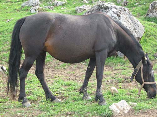bosnian-pony