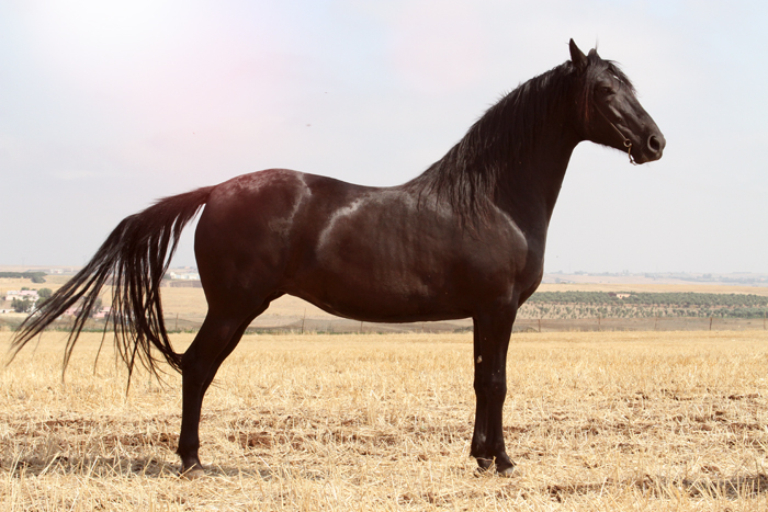 Horsesoflegend_chevaux-photo-elevage-echaouia-15