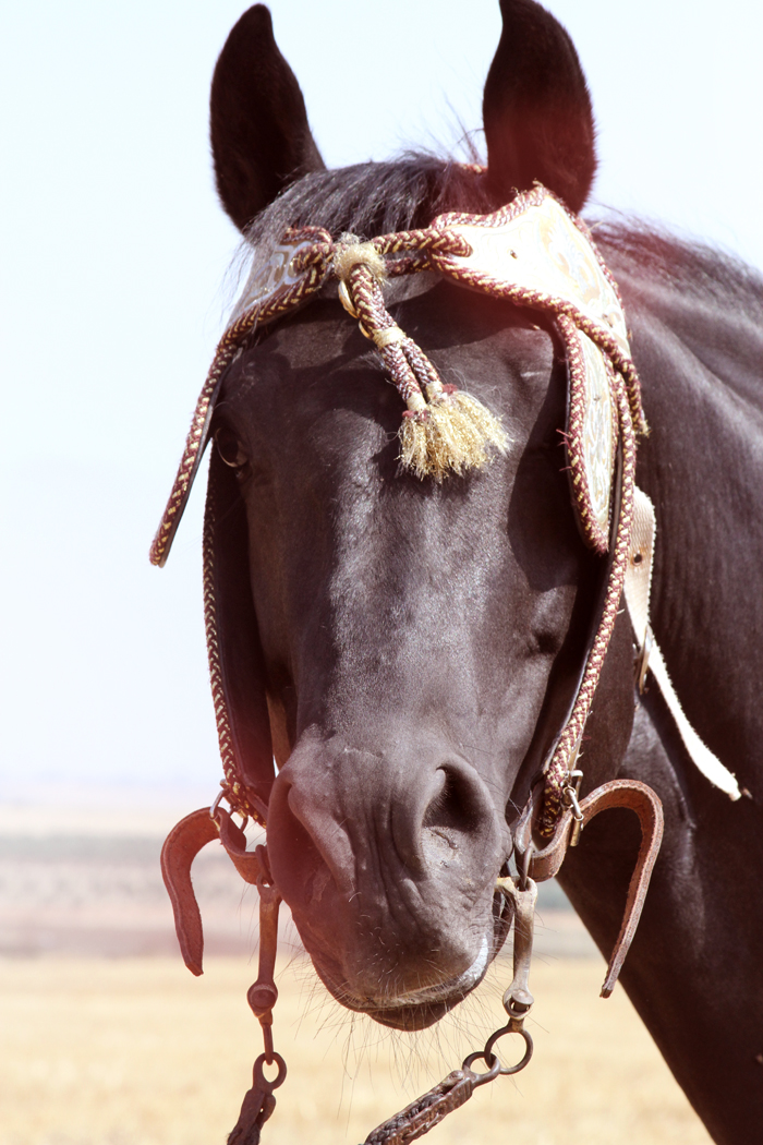 Horsesoflegend_chevaux-photo-elevage-echaouia-5