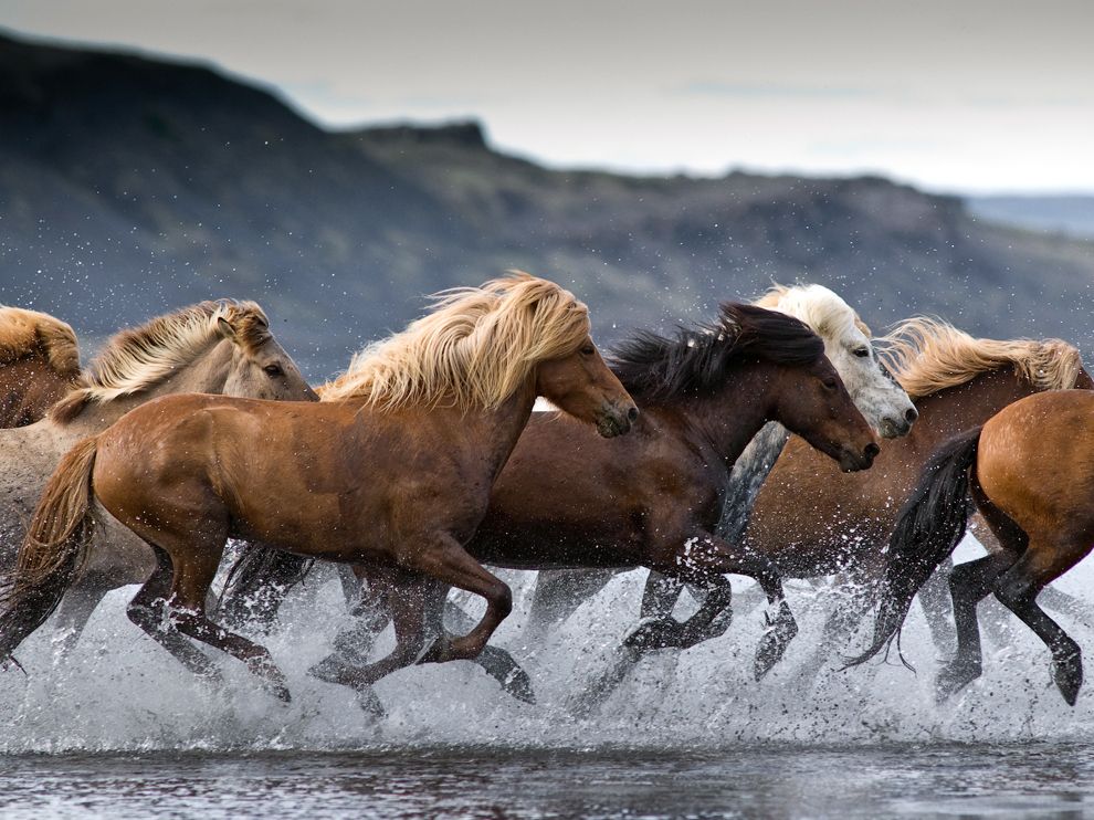 horses-hop-river-iceland_63386_990x742