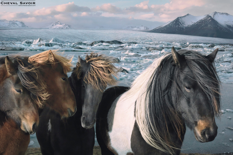 portfolio-icelandic-horses-by-tim-flach-8
