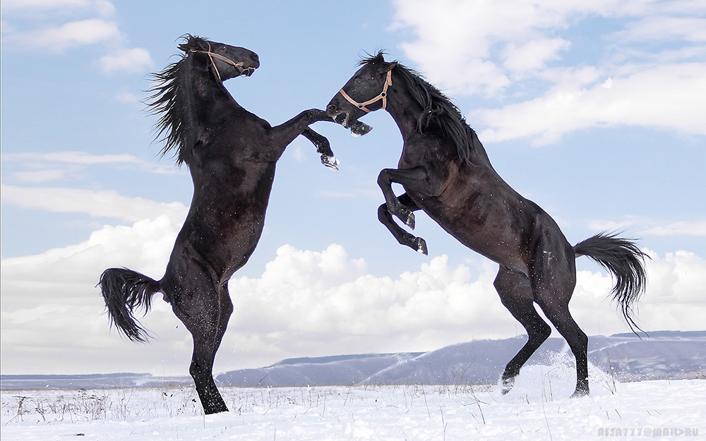 Породы: Карачаевская лошадь (верхово-упряжная) - О лошадях