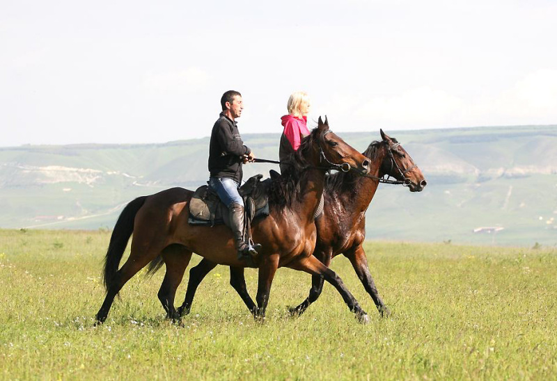 Породы: Карачаевская лошадь (верхово-упряжная) - О лошадях