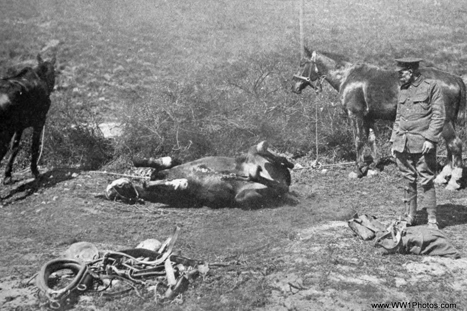 An_Artillery_Horse_After_A_Hard_Days_Work_In_Northern_France_Pleased_To_Be_Relieved_Of_His_Harness_Small