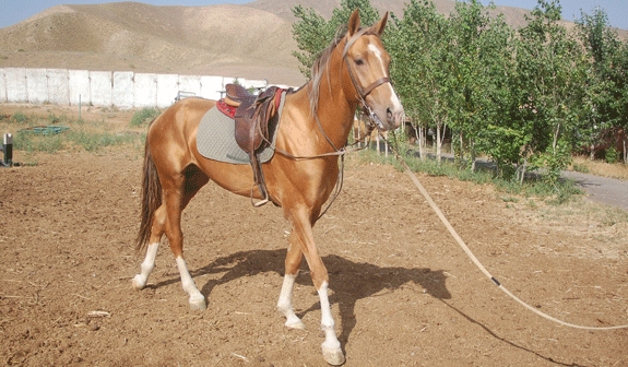 Породы: Карабахская - О лошадях