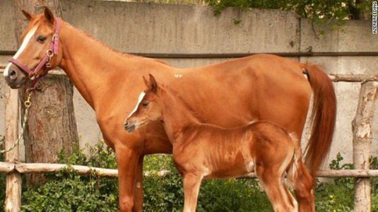Породы: Карабахская - О лошадях