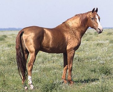 cheval-karabair-au-modele,raceDeChevaux,383,image1,fr1424024658,H400