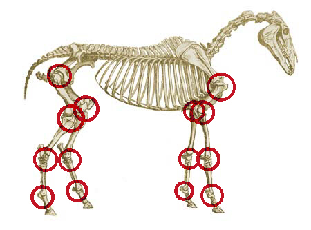 Skeleton-rot