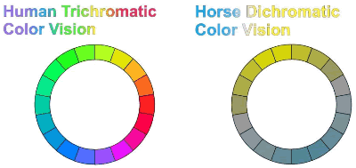 Horse%20color%20chart