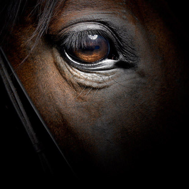 horse-eye_1746934i