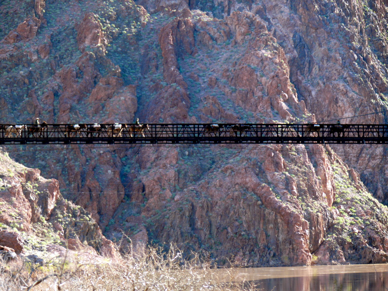 grand-canyon-tours-mule-train-crossing-bridge-full
