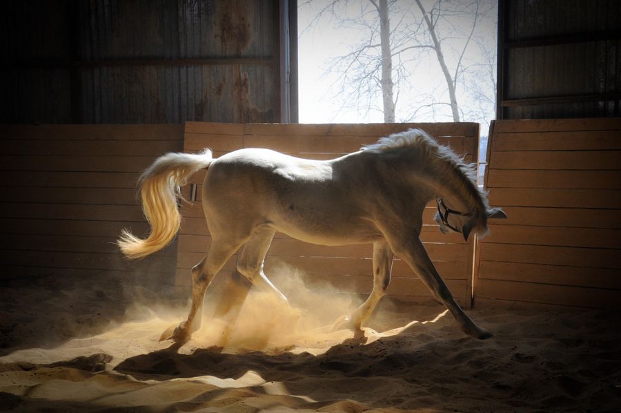 white-mare-running-horse-10723-1920x1275