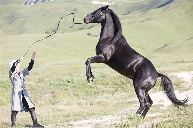 Самые большие лошади в мире - 95 фото