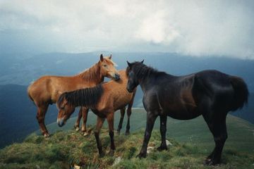 Дикие лошади / Touching Wild Horses (2002 г.)