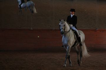 Мастер-класс «Тренинг молодых лошадей и судейство соревнований для молодых лошадей» 