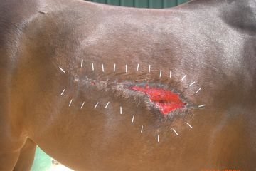 Акупунктура (иглоукалывание) в лечении лошадей
