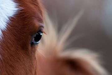 Цветное зрение лошади и три отличительные особенности его