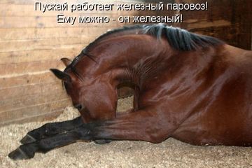 Болезни ног у лошадей: диагностика, профилактика, лечение