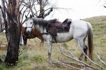 Породы: Австралийская пастушья лошадь (уолер)