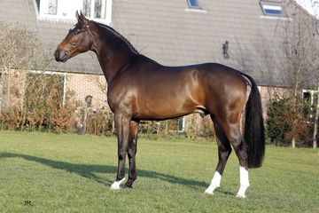 Породы: Голландская - О лошадях
