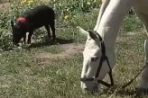 Свинка по имени Вильма считает себя лошадкой