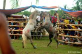 Незаконные жестокие конные бои продолжаются на Филиппинах