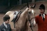 Самый красивый конь (СССР, 1976 г.)