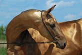 Основание шеи лошади - источник многих проблем