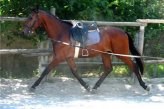 Тренинг молодых лошадей: чем медленнее, тем быстрее 