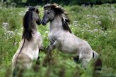 Исследование ДНК лошади, чем больше открытий, тем больше загадок