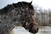 Породы: Алтайская и Ново-Алтайская лошадь