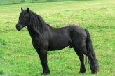 Породы: Арьежская (Меренская) лошадь