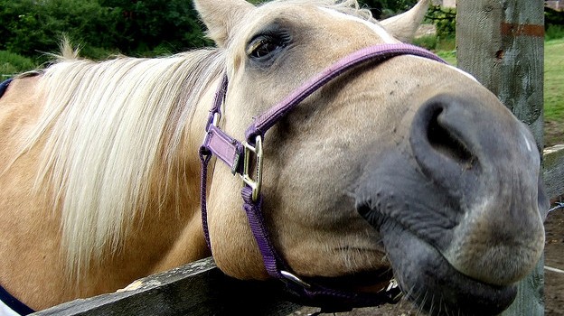 Funny-Horse-For-Sale-624x350