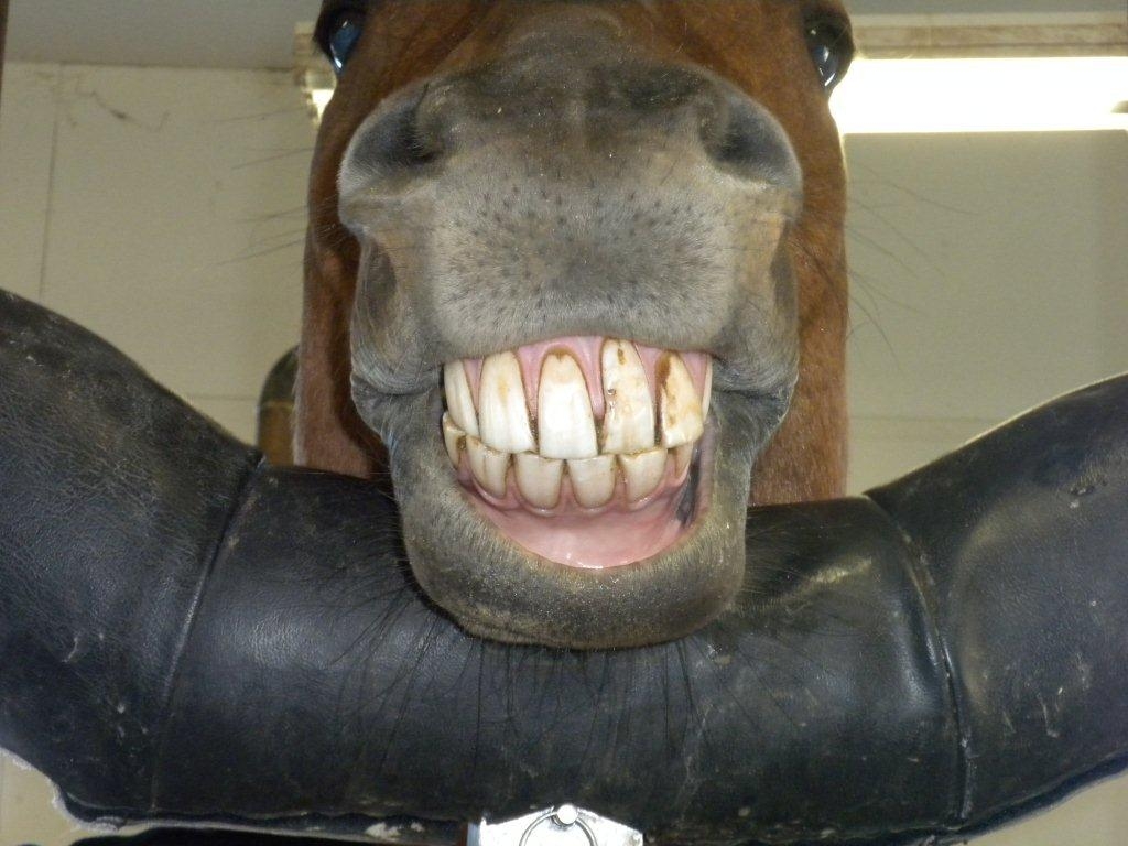 Horse-Smiling_zpsa3a3f356