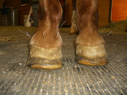 TH-LEGACY-IMAGE-ID-414-acupuncture-for-laminitis