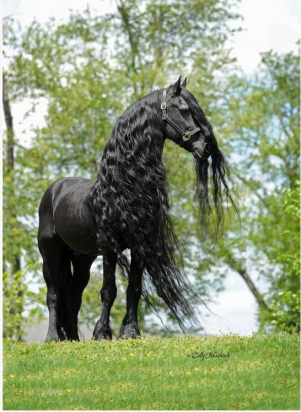 majestic-friesian-stallion--13019