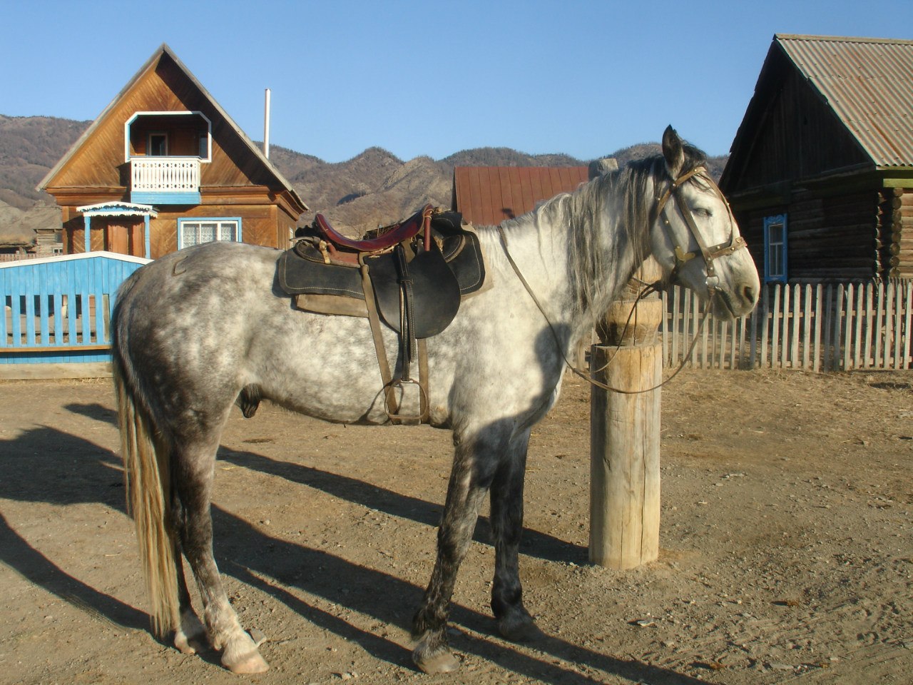 Алтайская-лошадь