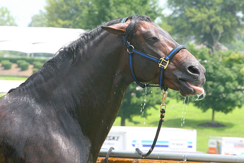 800px-ANdalusian_Stallion_getting_a_bath_and_enjoying_the_water_on_a_hot_day_at_the_Kentucky_Horse_Park_(5966849386)