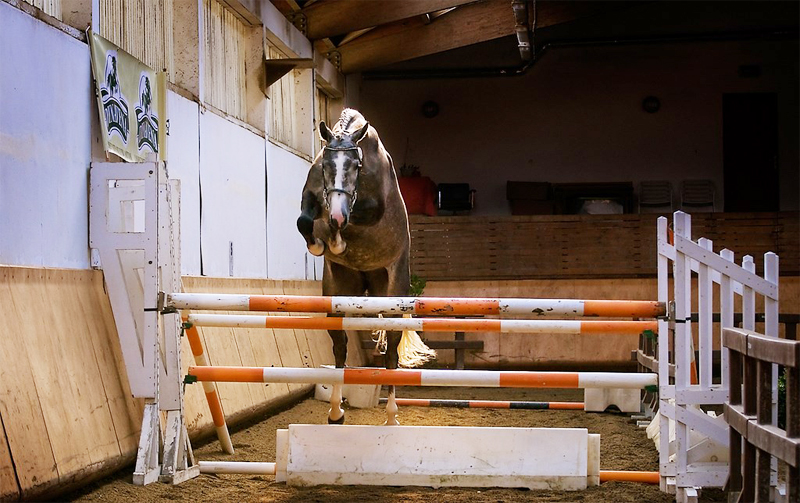 Horses-of-legend-chevaux-photos-cheval_Elevage-Mantet-5