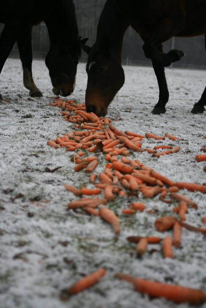 horse-and-carrots